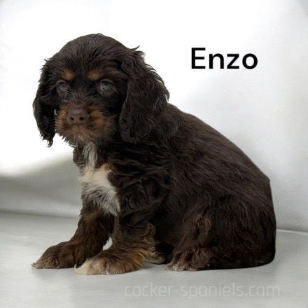 puppy, for, sale, Cocker Spaniel, Joe & Cherri  Overlease, dog, breeder, Miller, MO, dog-breeder, puppy-for-sale, forsale, nearby, find, puppyfind, locator, puppylocator, aca